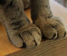 Image result for Toyota Camry Le Pie Cat