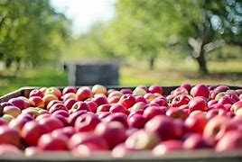 Image result for Apple Fruit Nutrition