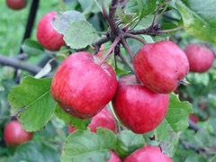 Image result for Large Tree with Small Apple Fruit