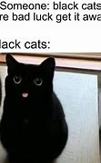 Image result for Dank Cat Memes