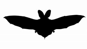 Image result for Bat PrintOuts