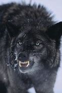 Image result for Snarling Black Wolves