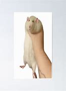 Image result for Fat Rat Being Held