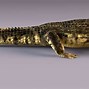 Image result for Crocodile Art