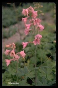 Image result for Delphinium ruysii (x) Pink Sensation