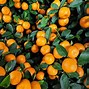 Image result for An Orange Tree