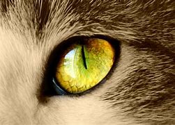 Image result for Cheshire Cat Eyes