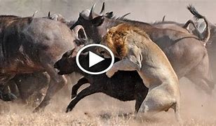Image result for African Wild Animals Fighting