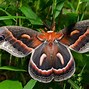 Image result for Moth