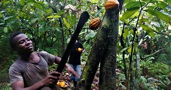 Image result for Bitter Chocolate Rotten Netflix Deforestation