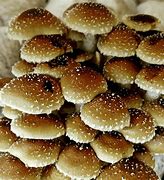 Image result for Chestnut Mushrooms