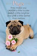 Image result for Pug Love Quotes