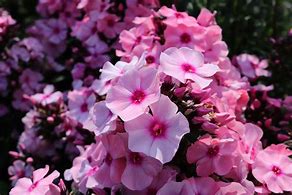 Image result for Phlox Bright Eyes (Paniculata-Group)