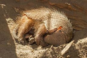 Image result for Armadillo Sleeping