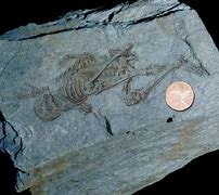 Image result for $600 Million Year Old Artifact