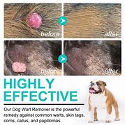 Image result for Warts On Old Dogs