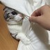 Image result for English Fold Cat