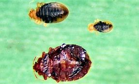Image result for Bed Bug Life Stages