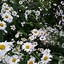 Image result for Daisy Wallpaper iPhone
