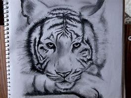 Image result for White Siberian Tiger Drawing