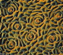 Image result for Cactus Cell