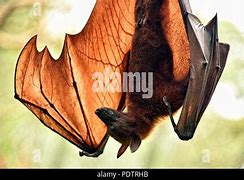 Image result for Fruit Bat in a Tree