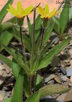 Image result for Arnica rydbergii