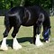Image result for Palomino Clydesdale