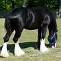 Image result for Clydesdale Horse