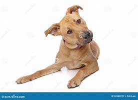 Image result for Confused Dog Face
