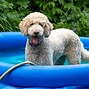 Image result for First Day of Summer Pets