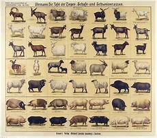 Breeds Of Different Animals On Amazing Charts Earthly