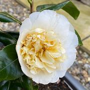 Image result for Camellia williamsii Jurys Yellow