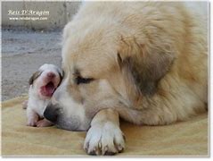 Image result for Giant Dog Breed Puppies