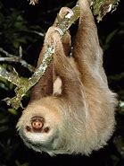 Image result for Megalonychidae