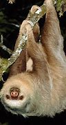 Image result for Megalonychidae