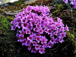 Image result for Saxifraga x polyanglica Your Succes