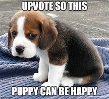 Image result for Up Vote Dog Meme