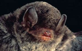 Image result for Bent Wing Bat