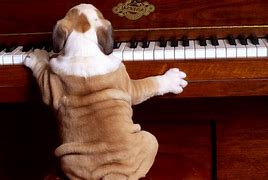 Image result for Dog Playing Piano Dreaming Meme