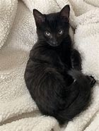 Image result for Black Tabby Cat Kitten