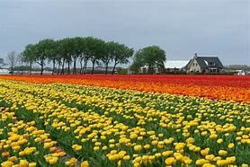 Image result for Red Yellow-Orange Faded Cajke