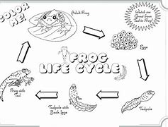 Image result for Frog Life Cycle Coloring Sheet