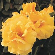 Image result for Midas Touch Rose Plant