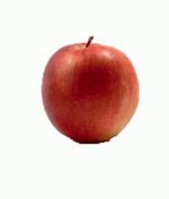 Image result for Apple Fruit Types