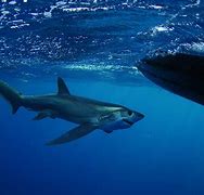 Image result for Largest Thresher Shark