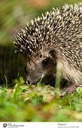 Image result for Hedgehog Eat