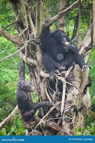 Image result for Bonobo Ape and Human