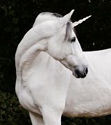 Image result for Horse Unicorn Horn