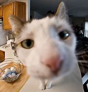 Image result for Phone Cat Camera Roll Meme